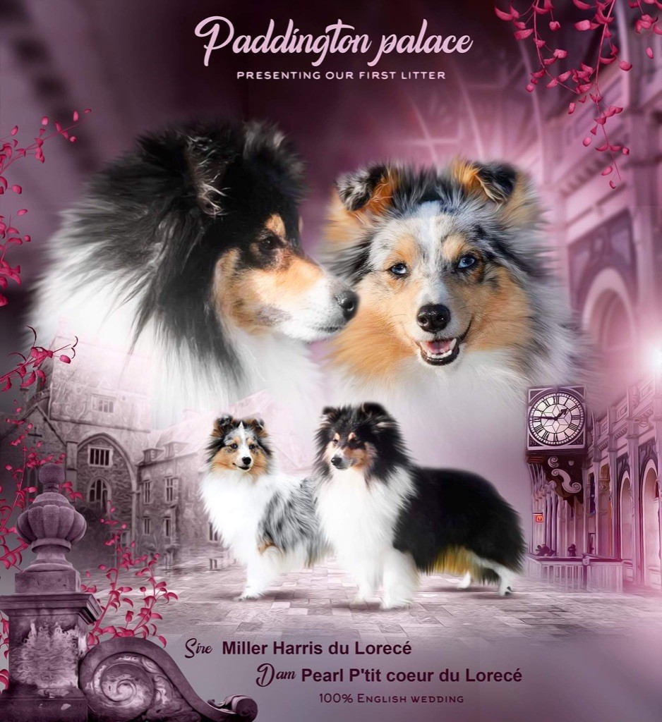 Of Paddington Palace - Shetland Sheepdog - Portée née le 17/10/2020