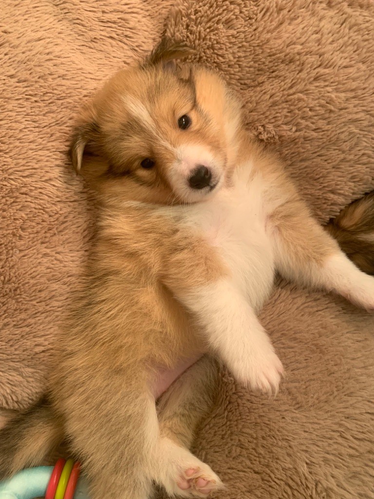 Of Paddington Palace - Chiot disponible  - Shetland Sheepdog