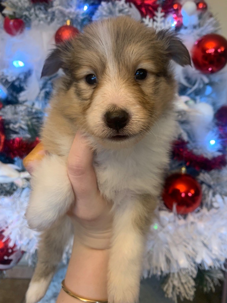 Of Paddington Palace - Chiot disponible  - Shetland Sheepdog