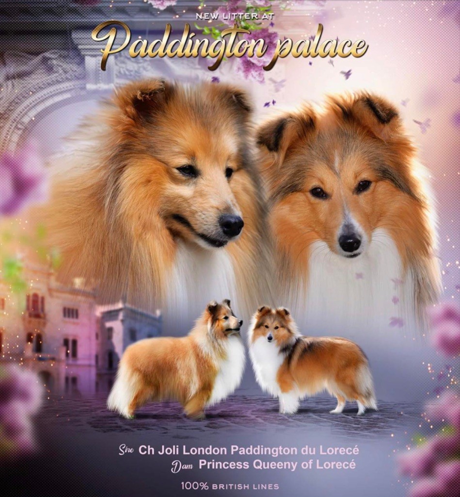 Of Paddington Palace - Shetland Sheepdog - Portée née le 08/06/2021